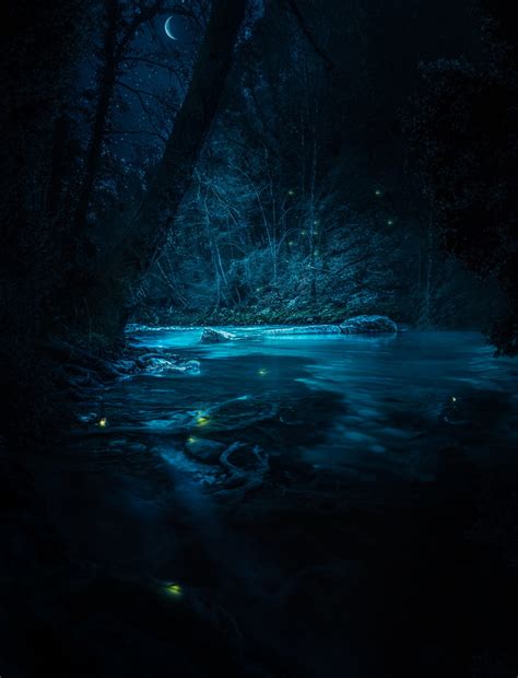 firefly, trees, tranquility, sky, stars, long exposure, tranquil scene ...