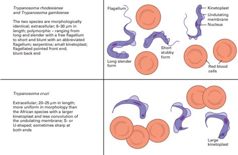 Gambar Trypanosoma Gambiense – Studyhelp