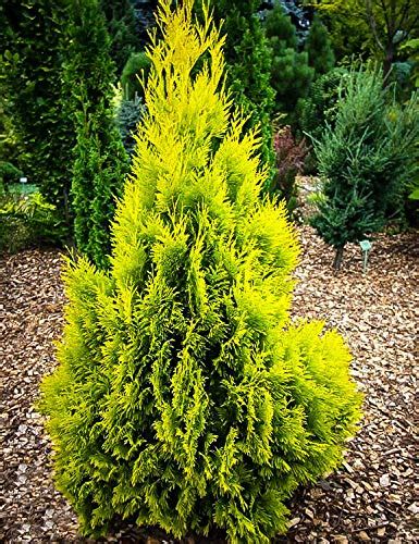 Creative Farmer Live Morpankhi/Thuja Compacta Christmas Tree Garden Plant(1 Healthy Live Plant ...