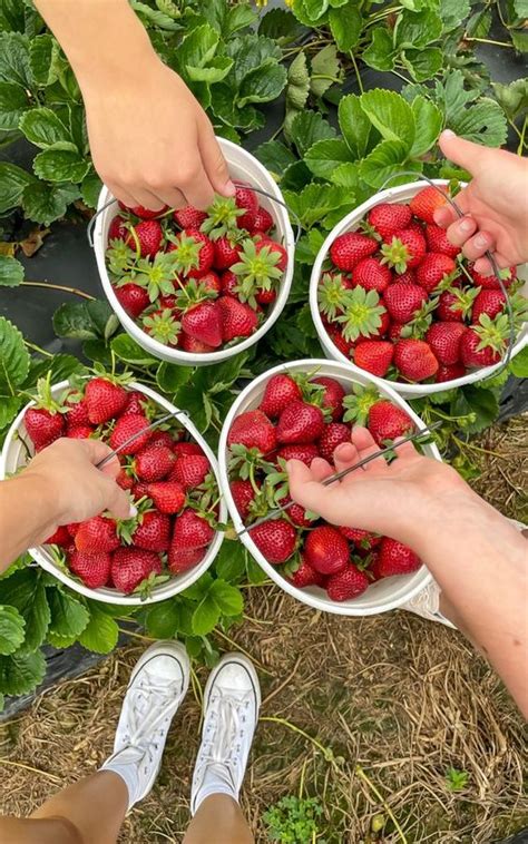 Strawberry Picking In Mahabaleshwar | Strawberry Farms Guide - Lohono ...