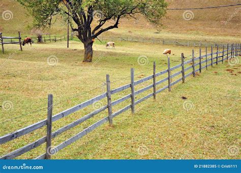 Sheep And Wooden Fence Royalty Free Stock Photo - Image: 21882385