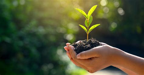 Plant a tree, grow your business: the SAP global tree planting initiative