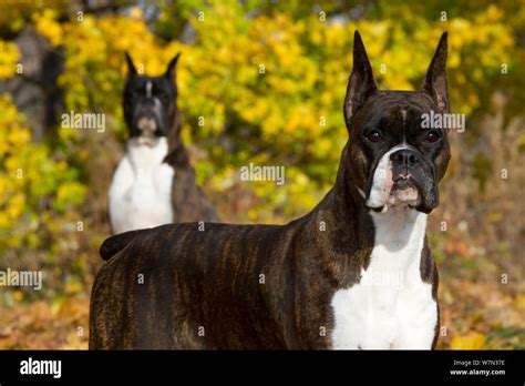 Two large ears hi-res stock photography and images - Alamy