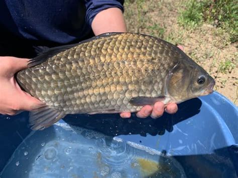 U of R research team studying Prussian Carp in Lake Diefenbaker - DiscoverMooseJaw.com - Local ...