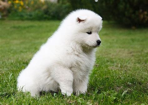 siberian samoyed dogs | Samoyed dogs, Siberian samoyed, Samoyed