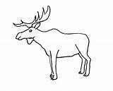 Bull elk coloring Pages Download And Print For Free sketch template