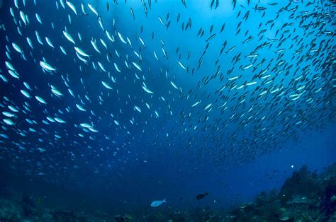 Starfish Underwater · Free Stock Photo