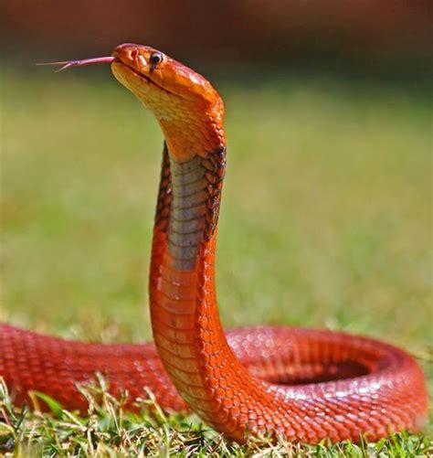 red color snake standing on grass | Bunte schlangen, Schöne schlangen ...