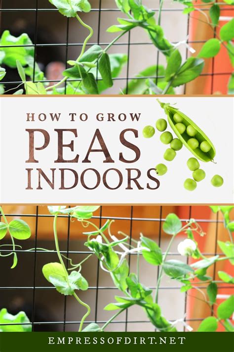 Growing Peas Indoors: From Seed to Harvest in Your Home | Growing peas, Indoor vegetable ...