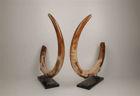 Restored woolly mammoth tusk pair - Arctic Antiques