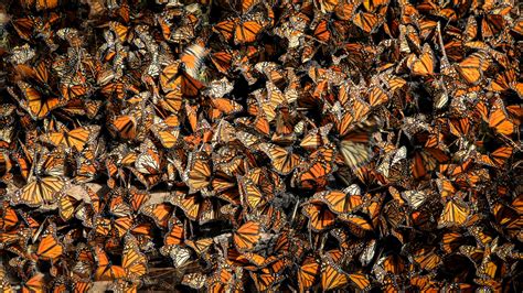 Kupu-kupu Monarch yang suka bermigrasi masuk daftar spesies terancam punah - Indonesia Window