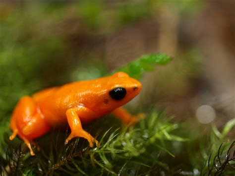 Golden Mantella Captive Care >> Amphibian Care