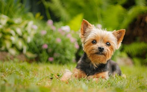 Télécharger fonds d'écran Yorkie, le bokeh, la pelouse, le Yorkshire Terrier, le vert de l'herbe ...