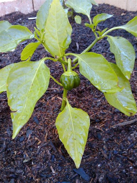 Container Vegetables, Planting Vegetables, Growing Vegetables, Container Gardening, Vegetable ...