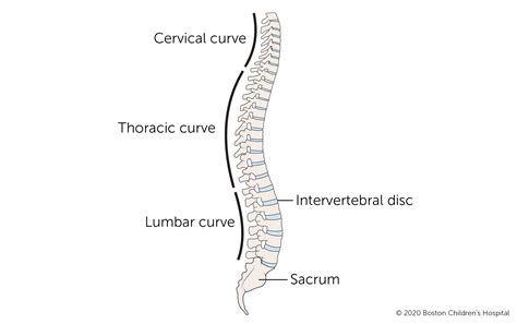 Spine Problems | Boston Children's Hospital