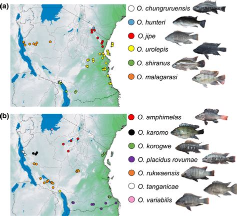 Distribution of native Oreochromis species across Tanzania. See Table... | Download Scientific ...