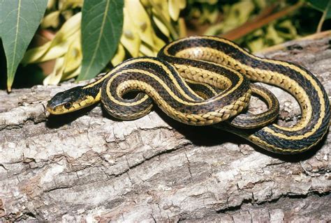 11 non-venomous snakes you want in your backyard