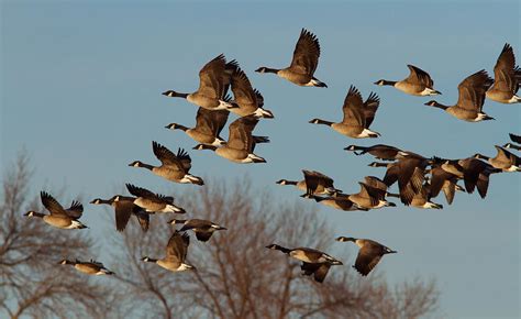 Canada Goose Migration Photograph by Mircea Costina Photography