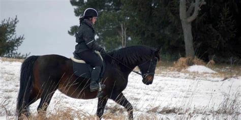 Winter Workouts – The Horse | Horseback riding tips, Horses, Horseback riding