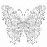Butterfly Coloring Pages For Adults  Mimi Panda sketch template