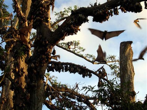 An Englishman in Angola: More Malongo Wildlife........