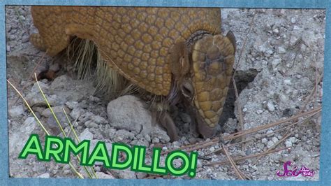 SciShow Kids: Armadillos--Animals With Armor