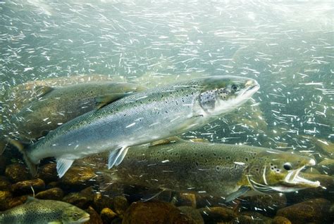 A sterile solution: How Crispr could protect wild salmon | Salon.com