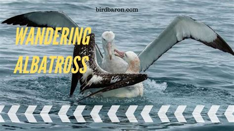 Wandering Albatross - Habitat | Size | Diet | Facts | Wingspan - BirdBaron