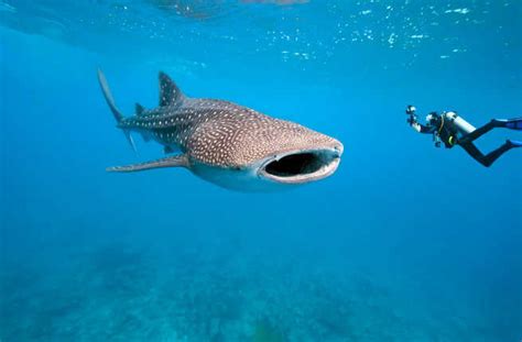 10 Best Underwater Adventures in the World – Fodors Travel Guide