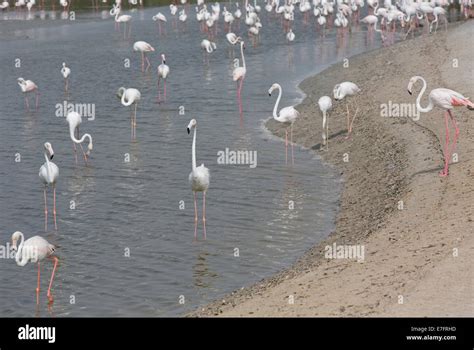 Flamingos in the Ras Al Khor Wildlife Sanctuary in Dubai Stock Photo ...