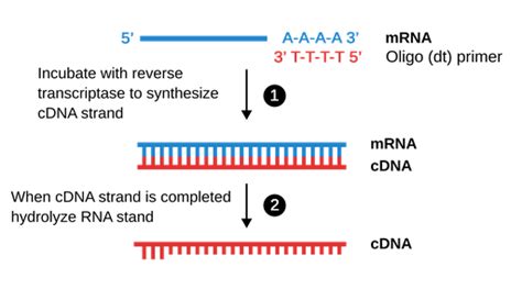 Reverse Transcription PCR - Labster