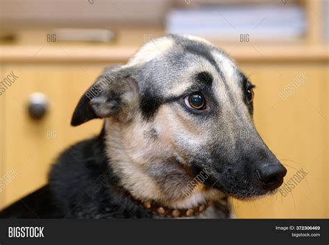 Cute Dog (dog, Scared Image & Photo (Free Trial) | Bigstock