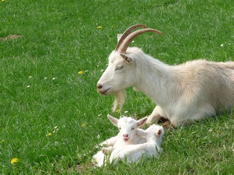 beige goat with 2 goat kids free image | Peakpx