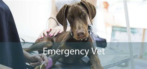 Emergency Vet - 24 Hour Emergency Vet Near Me