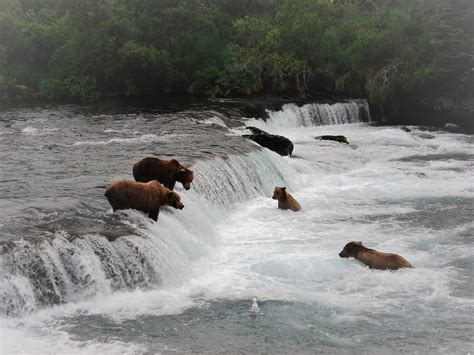 Anchorage Aero - Brooks Falls Bear Viewing, Katmai National Park