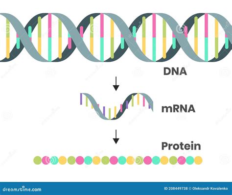 Ilustração Esquemática Da Síntese De Proteínas. Ilustração Da Cadeia Dna Mrna E Polipeptídeo ...