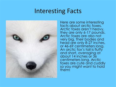 PPT - Arctic Fox PowerPoint Presentation, free download - ID:4837245