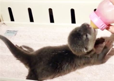 Pearl The Baby Otter Was Given A Bottle And Has An Adorable Reaction