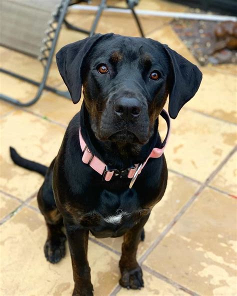 Cane Corso Rottweiler Mix: A Tough Hybrid With A Soft Heart