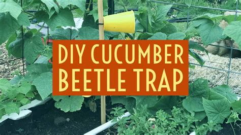 EASY DIY Cucumber Beetle Trap - From Seed to Spoon Vegetable Garden Planner Mobile App