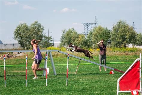 Premium Photo | Dog in agility competition set up in green grassy park