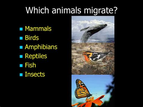 Animals That Migrate: A List Of Migratory Animals With, 57% OFF