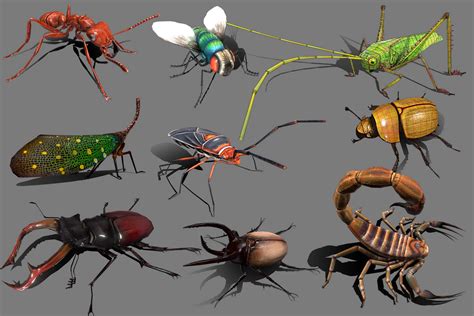 Insect Collections - 3D Model by cuongvc