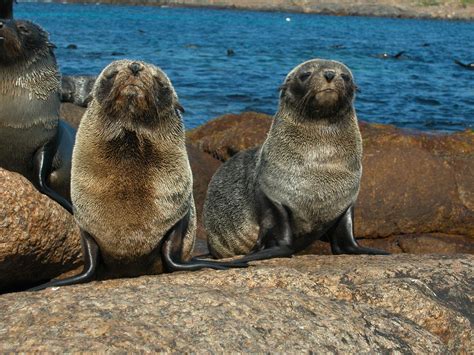 New Zealand Fur Seals | New Zealand Fur Seal pup. North Nept… | Flickr