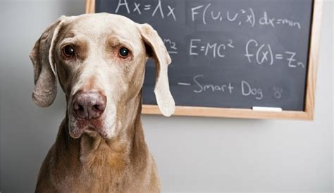 The Dog IQ Test (Reliable Gauge, or Goofy Fun?)