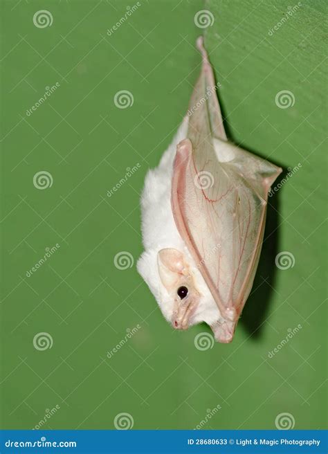 White Bat Stock Photos - Image: 28680633