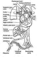 Pulmonary Circulation Coloring Page Sketch sketch template