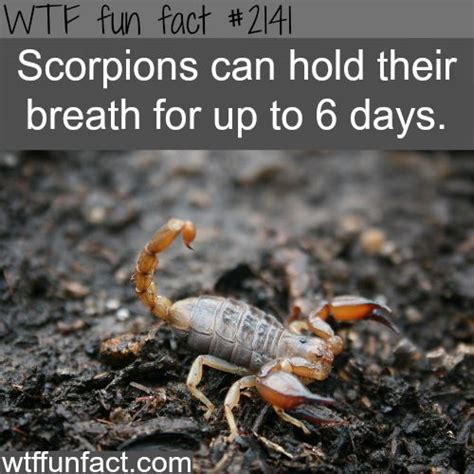 Scorpions Fun Facts #007: | Scorpio Quotes