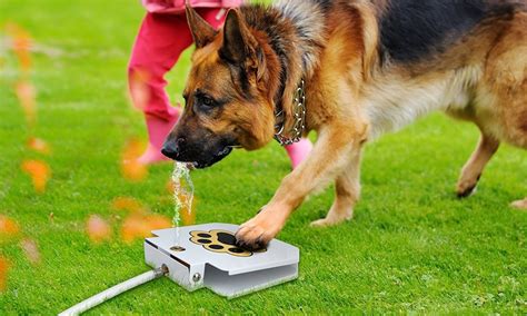 The 5 Best Outdoor Dog Toys