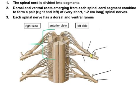 Dorsal & Ventral Roots & Spinal nerves Diagram | Quizlet